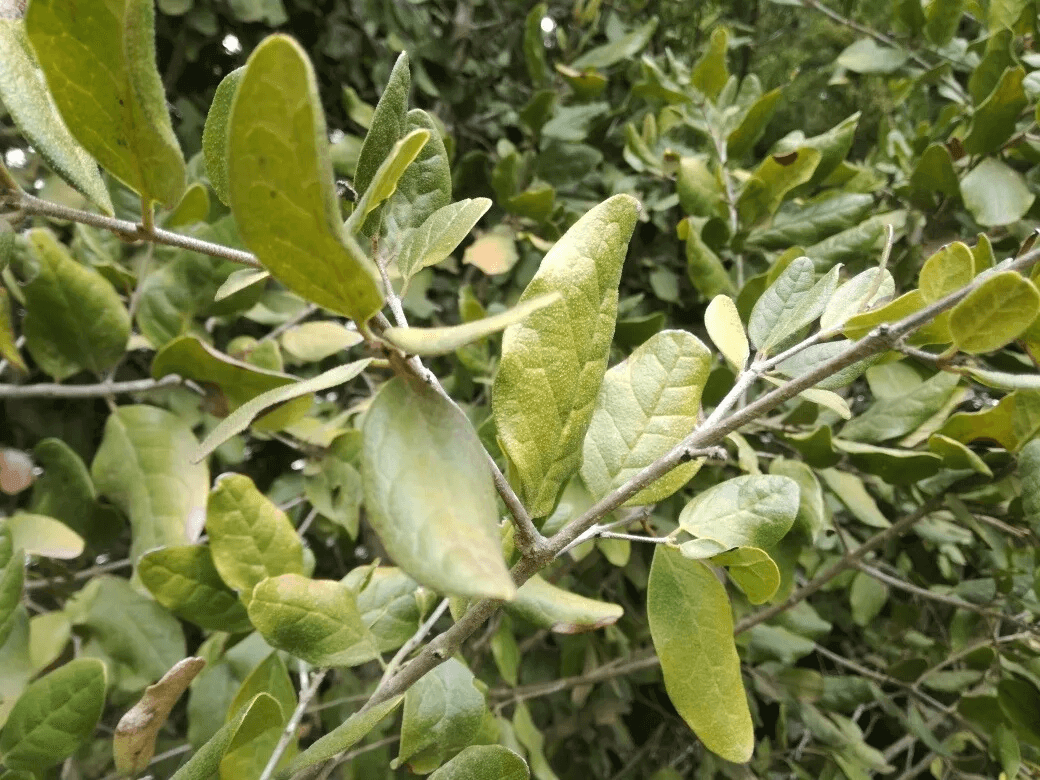 Hojas de boldo