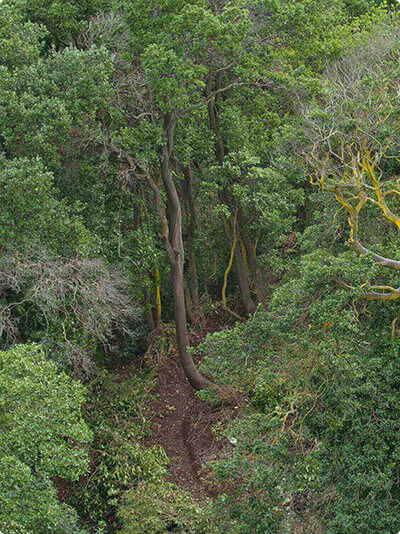 Bosque de boldo en Chile